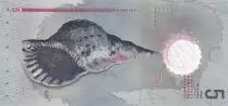 Maldives 5 Rufiyaa, Football, Coquillage - Polymer - 2017 - Lettre E
